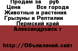 Продам за 50 руб. › Цена ­ 50 - Все города Животные и растения » Грызуны и Рептилии   . Пермский край,Александровск г.